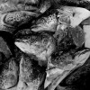 img_7313 img_7313